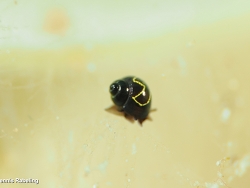 Rissoella contrerasi thumbnail