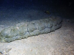 Stichopus vastus thumbnail
