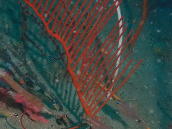 Ctenocella pectinata thumbnail
