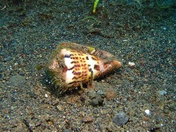 Conus capitaneus thumbnail