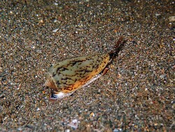 Conus cinereus thumbnail