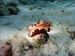 Glossodoris gregorius thumbnail