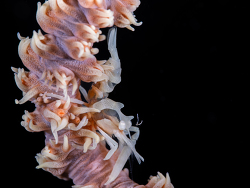 Dasycaris zanzibarica thumbnail