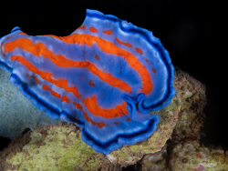 Pseudoceros sp. 07 thumbnail