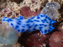 Pseudoceros sp. 52 thumbnail