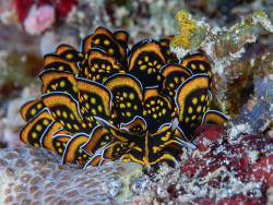 Cyerce nigricans thumbnail