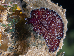 Acanthozoon fuscobulbosum thumbnail