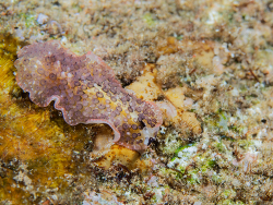 Acanthozoon fuscobulbosum thumbnail