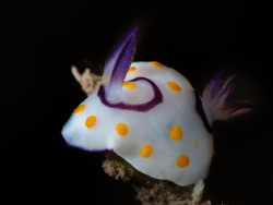 Goniobranchus annulatus,Nosy Be UW, Madagascar, April-May 2026 