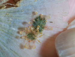 Sohgenia palauensis thumbnail