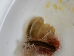 Holothuria hilla - Cuviersche Schläuche
