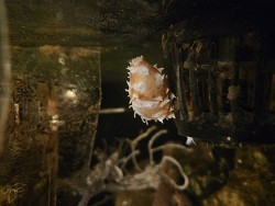Holothuria hilla - Cuviersche Schläuche