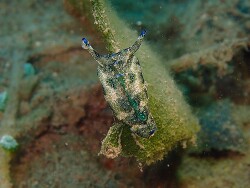Plakobranchus noctisstellatus,Maumere Flores Indonesia 2026