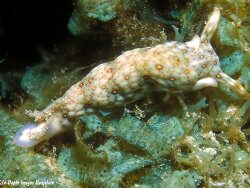 Plakobranchus sp. e944, 30mm, Kwajalein 2021