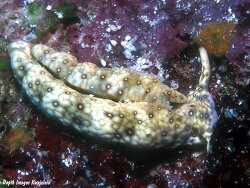 Plakobranchus sp. e944, 30mm, Kwajalein 2021