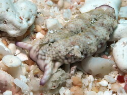 Plakobranchus sp. e945, 30mm, Kwajalein 2021