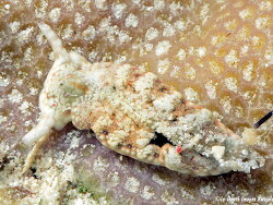Plakobranchus sp. e945, 30mm, Kwajalein 2021