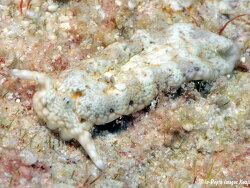Plakobranchus sp. e945, 30mm, Kwajalein 2021