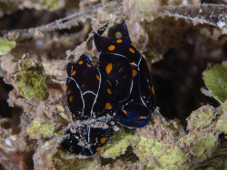 Chelidonura punctata,Nosy Be UW, Madagascar, April-May 2026