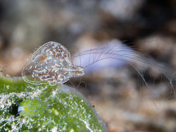 Comb Jelly,Benthoplana meteoris, Nosy Be UW, Madagascar, April-May 2026