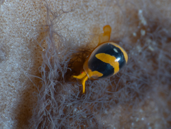 Cystiscus garretti thumbnail