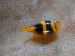 Cystiscus garretti, Nosy Be UW, Madagascar, April-May 2026