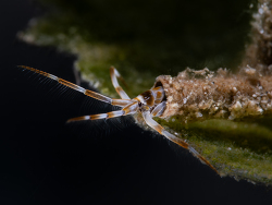 Cerapus sp.01 thumbnail
