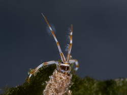Cerapus sp.01 thumbnail