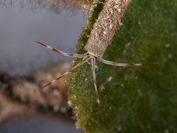 Cerapus sp.01 thumbnail