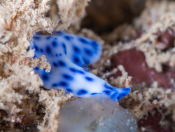 Pseudoceros sp. 52 thumbnail