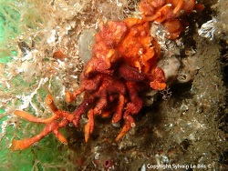 Schizoporella errata thumbnail