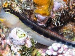 Foto: Okinawa, Japan 
