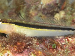 Foto: Triton Bay, West Papua, Indonesiaen