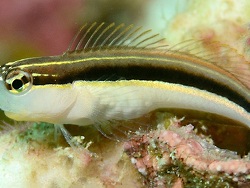 Foto: Triton Bay, West Papua, Indonesien