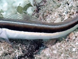 Foto. West-Australien, Östlicher Indischer Ozean
