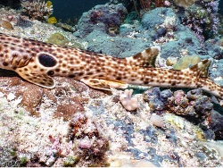 Foto: Nubwageta, Provinz Milne Bay, Papua-Neuguinea