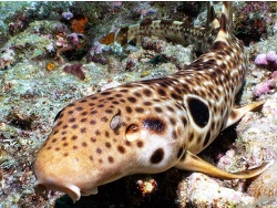 Foto: Nubwageta, Provinz Milne Bay, Papua-Neuguinea