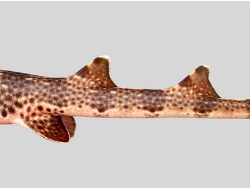 Foto: Nubwageta, Provinz Milne Bay, Papua-Neuguinea