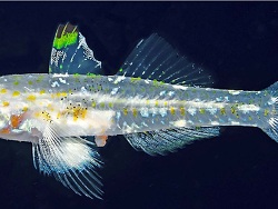Fusigobius transversus thumbnail