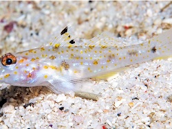 Fusigobius taipinensis thumbnail