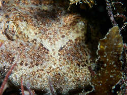Orectolobus ornatus thumbnail