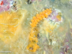 Amblyosyllis madeirensis thumbnail