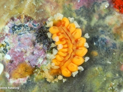 Amblyosyllis madeirensis thumbnail