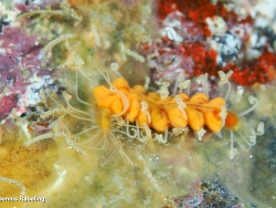 Amblyosyllis madeirensis thumbnail