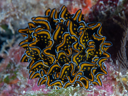 Cyerce nigricans thumbnail