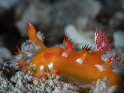 Kaloplocamus acutus thumbnail