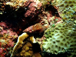Foto: Maumere, Flores, Indonesien