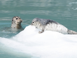Foto; Skilak, Alaska, USA