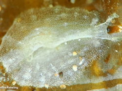 Phyllaplysia lafonti, Las Palmas, ES-CN, ES 2026
