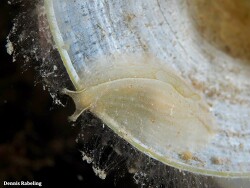 Phyllaplysia lafonti thumbnail